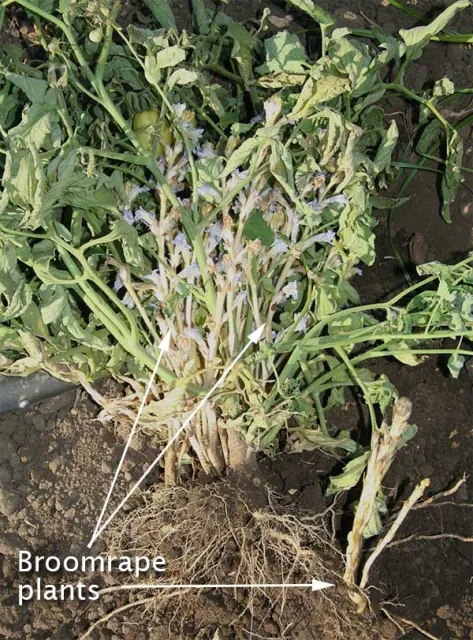Egyptian broomrape