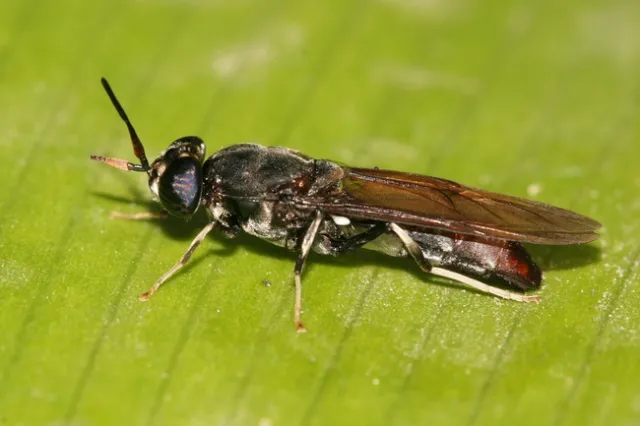 Black Soldier Fly Photo: Muhammad Mahdi Karimhttps://commons.wikimedia.org/wiki/Commons:GNU_Free_Documentation_License,_version_1.2
