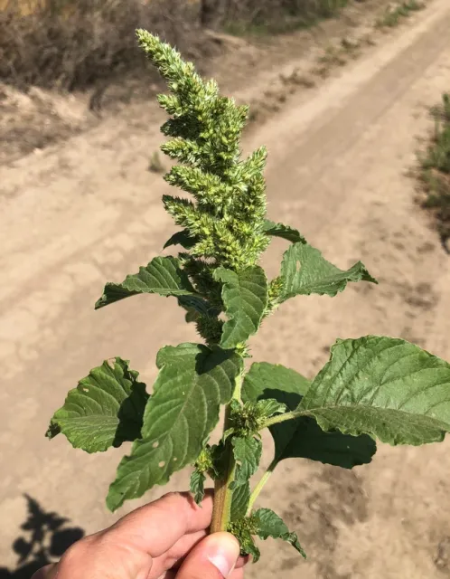 Redroot pigweed flowers