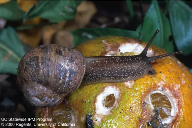 Snail