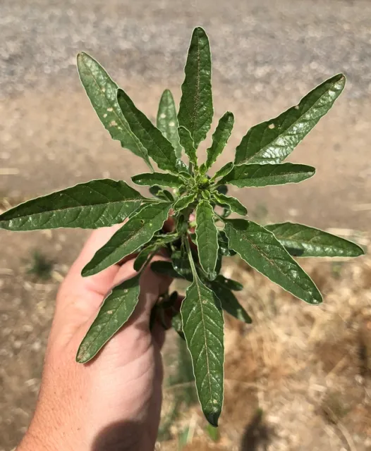 waterhemp leaves
