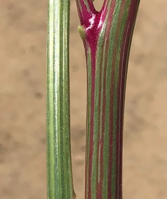 Waterhemp stems