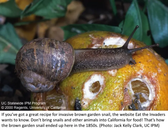 snail