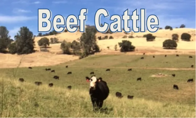 beefbutton
