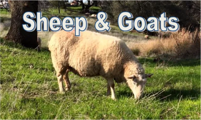 sheepbutton