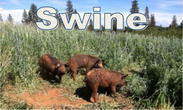 swinebutton