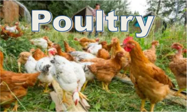 poultrybutton