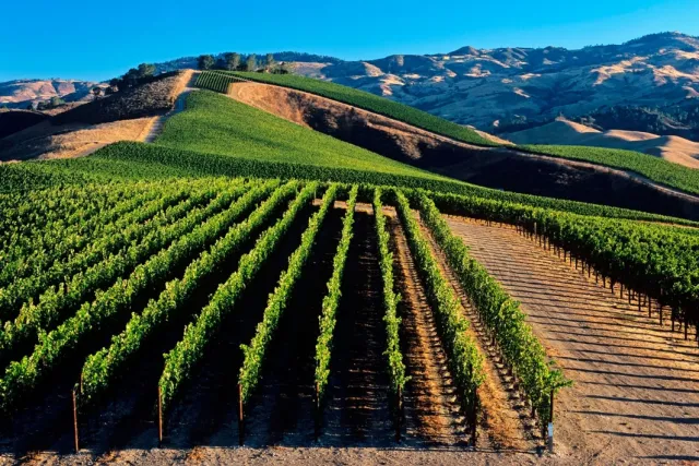 Vineyard Pic