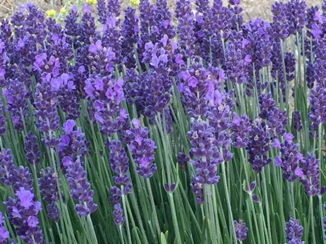 lavender