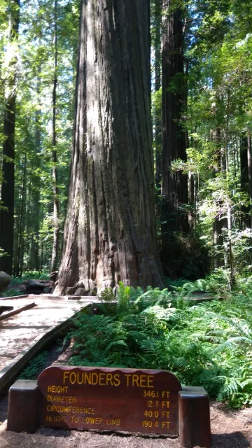 Founders Tree