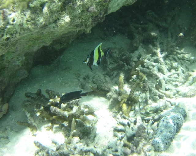 Angel fish