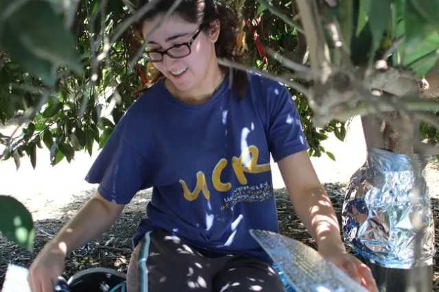 Roya Campos, UC Riverside Laboratory Assistant, preparing protective layers for the drilled trunk to prevent overheating