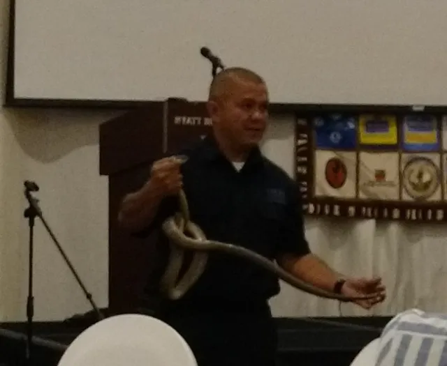 Brown tree snake