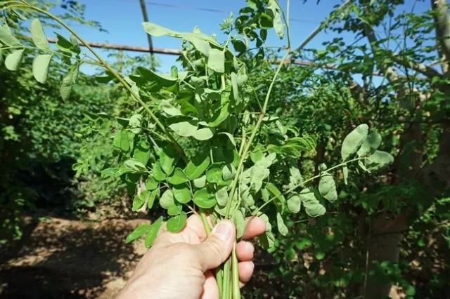Vang vende pequeños manojos de brotes de moringa a un dólar en un mercado de granjeros.