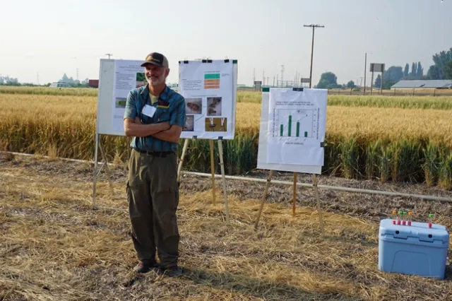 Charlie Pickett, CDFA environmental scientist, is studying the biological control of cereal leaf beetle, a pest from Europe that arrived in the Tulelake area in 2013. The field insectary at IREC grows parsitic wasps that he has been sampling for five years. 'If we didn't have that parasitoid, I can guarantee you, everybody would be spraying pesticides,' he said.