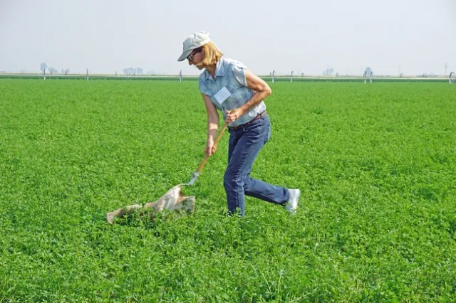 UCCE advisor Rachael Long demonstrates using a sweep net to monitor for alfalfa weevils.