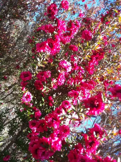 Tea tree
