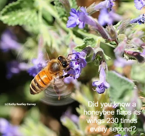 National Honey Bee Day