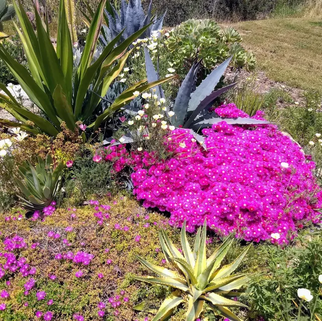 ql-succulents-042718