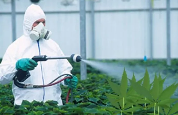 marijuana-pesticides-e1459715603791-621x403