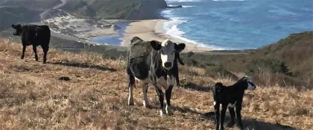 Beef cows and calves graze near the ocean at Swanton Pacific Ranch in Santa Cruz County. Photo by Rebecca Pulcrano