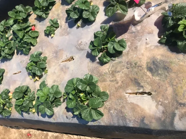 Missing plants