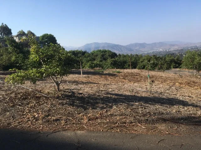 avocado dying area