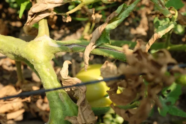 Sunken stem canker