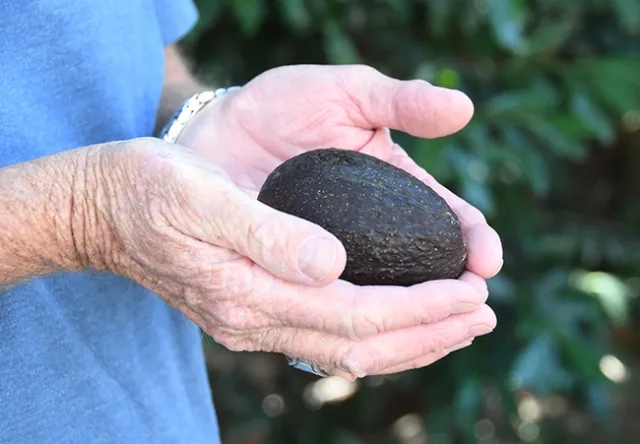 Avocado addicts know the avocado as a veritable green goddess that never disappoints, never deceives, never dissatisfies. (Photo by Kathy Keatley Garvey)