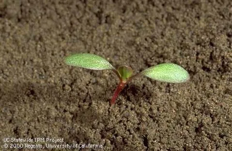 Dock seedling