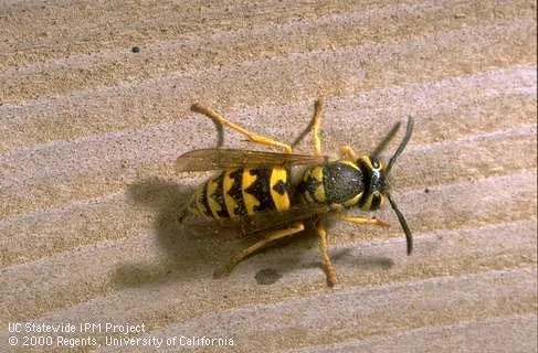 Adult western yellowjacket. (Credit: Jack Kelly Clark)