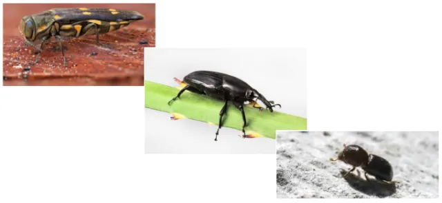 bugs