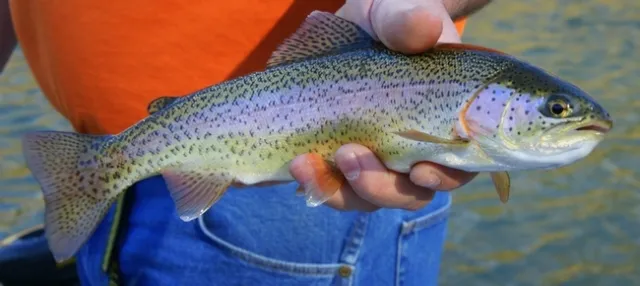 It is unlikely steelhead trough will return to the LA River. (Photo: Wikimedia Commons)