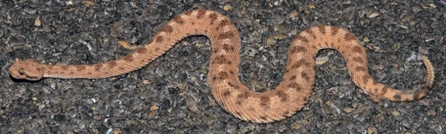 sidewinder