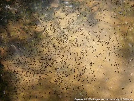 Hundreds of mosquito larvae can develop in even small amounts of water. (Photo credit Marco Metzger, CDPH)