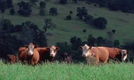 cattle