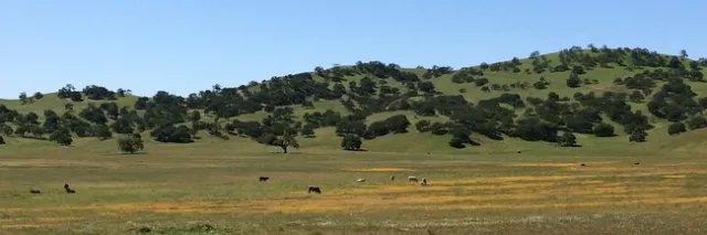 Landscape and oaks
