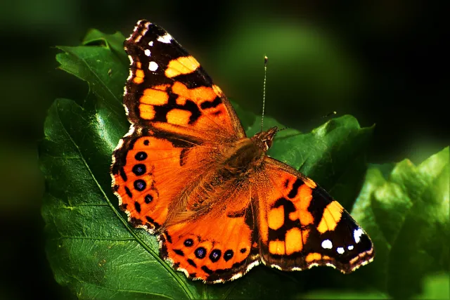 painted lady butterfly