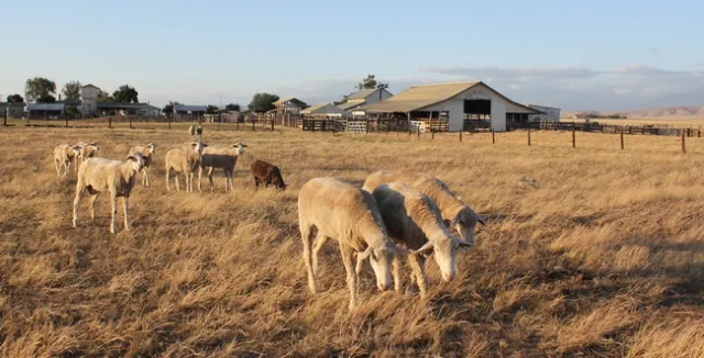 Grazing Sheep