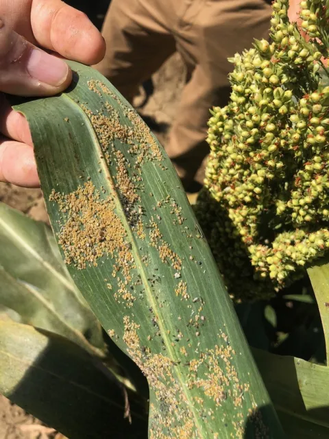 SugarcaneAphid