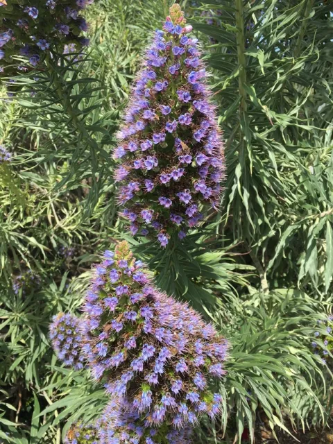 Pride of Madeira