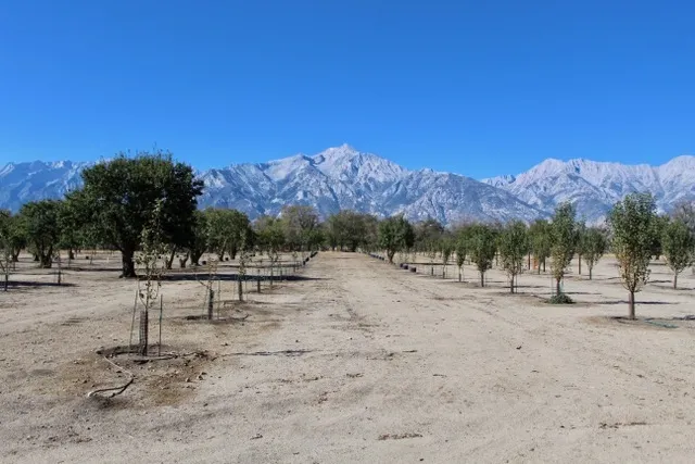Pear Orchard