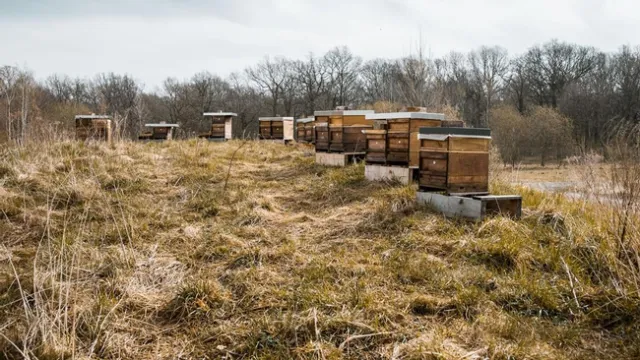 bee hives in field