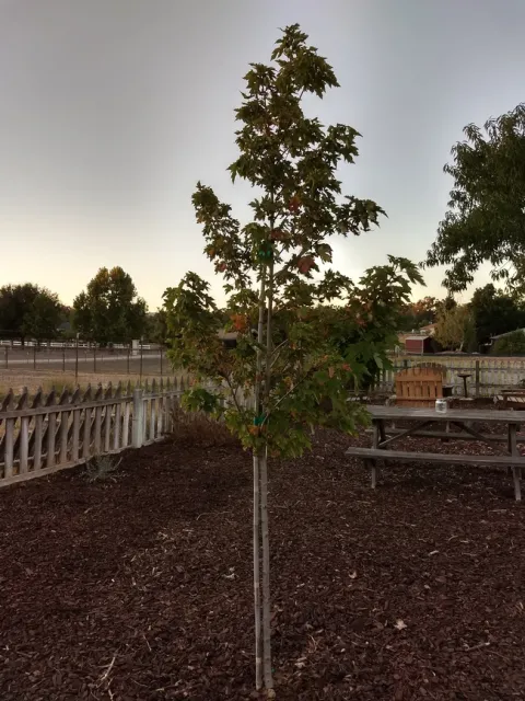 tree