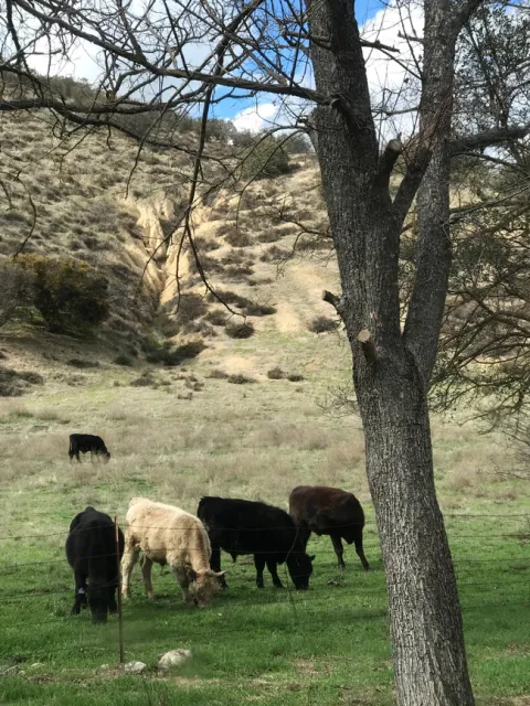 Cattle2 G.Ivens