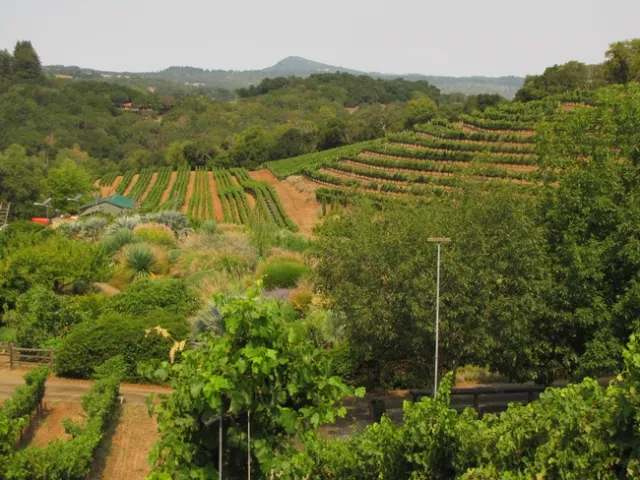 The Benzinger Family Winery is a diversified vineyard in Sonoma County. (Photo: Corey Luthringer)