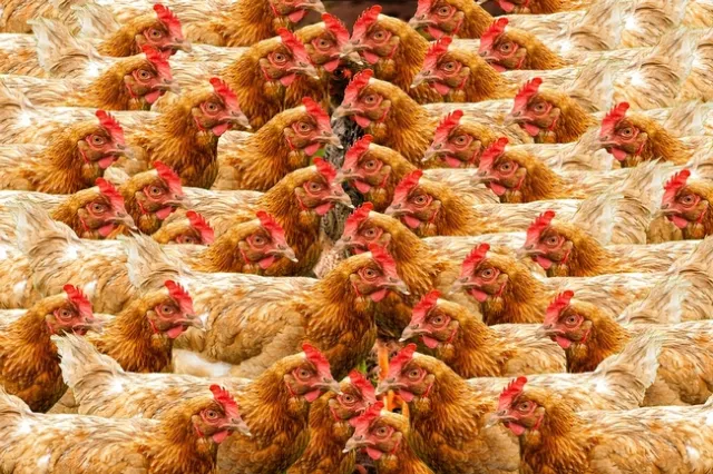 The November 2018 ballot measure, Proposition 12, would tighten guidelines for confined food animal housing. (Photo illustration: Pixabay)