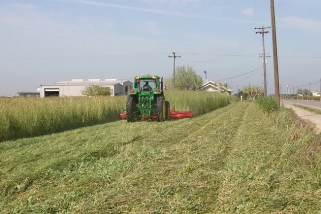 cover crop