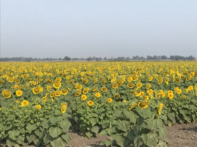 sunflower 2