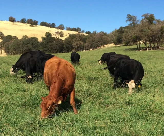 SFREC cows 4